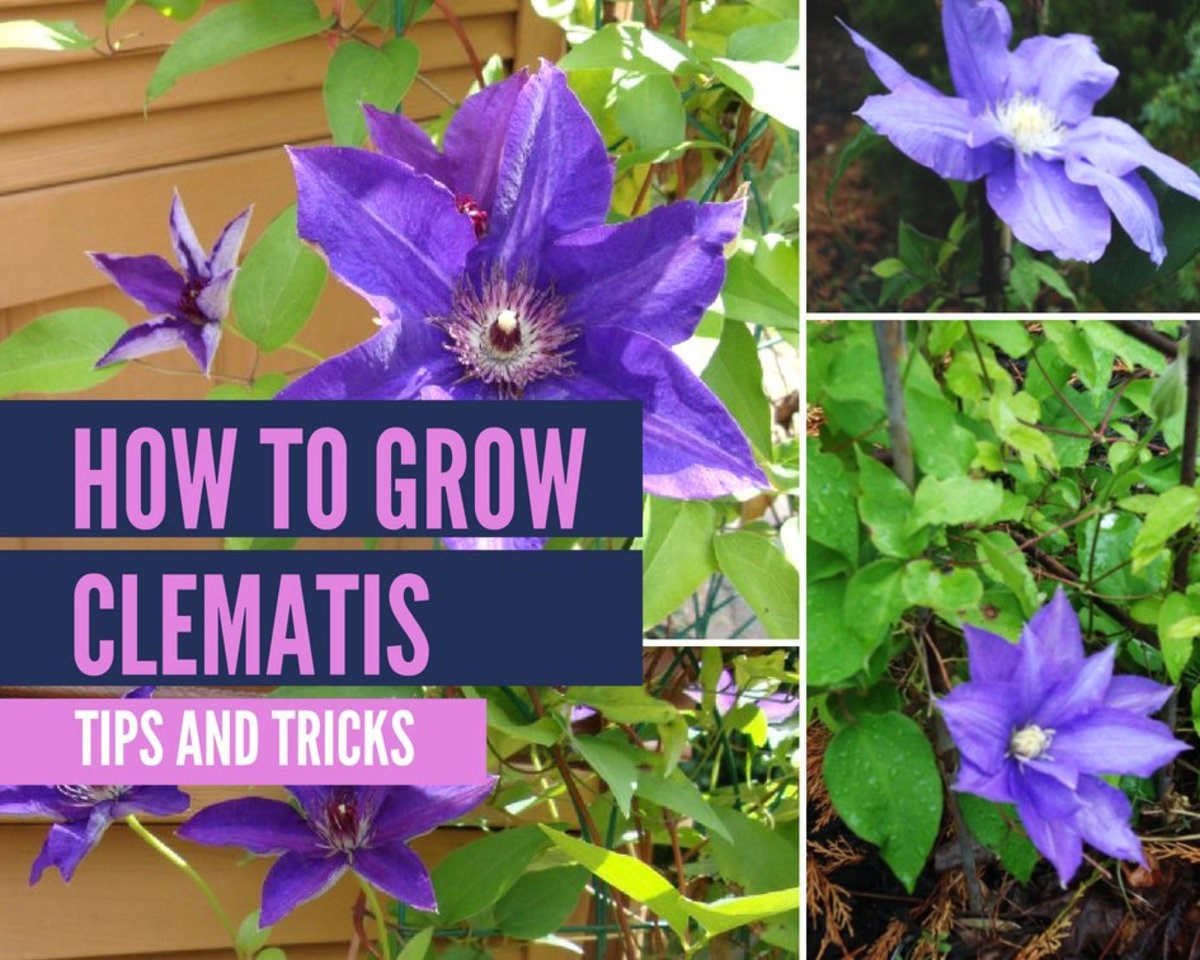 The Ultimate Guide to Growing Clematis Plants Successfully