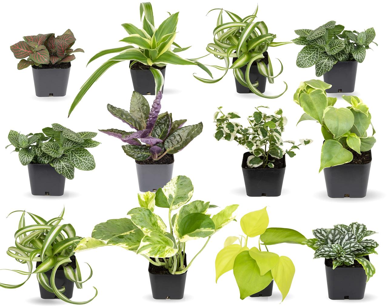 How to Grow Beginner Houseplants With Ease