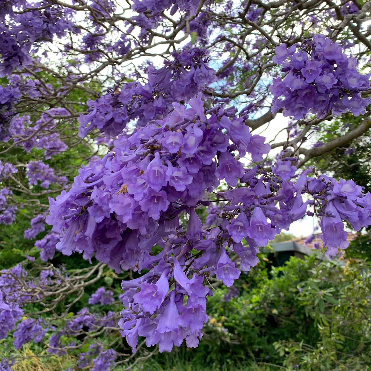 How to Cultivate Jacaranda Tree for Maximum Beauty: Expert Tips for Vibrant Blooms