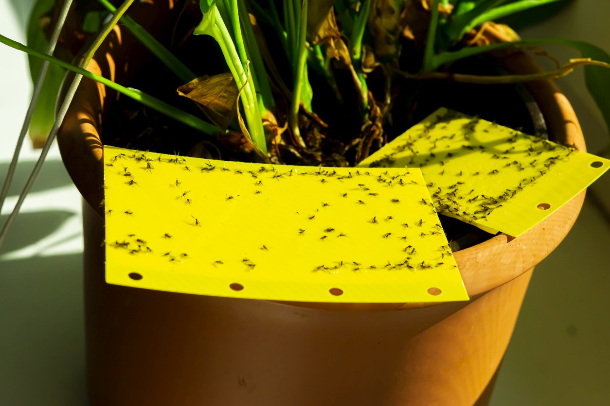 5 Ways to Eliminate Gnats from Your Plants