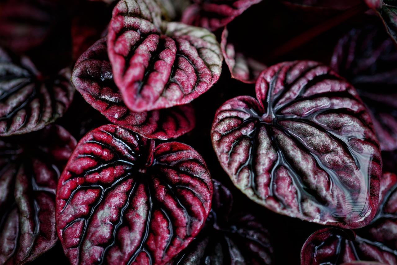 The Best Halloween-Themed Indoor Plants for a Frightful Home