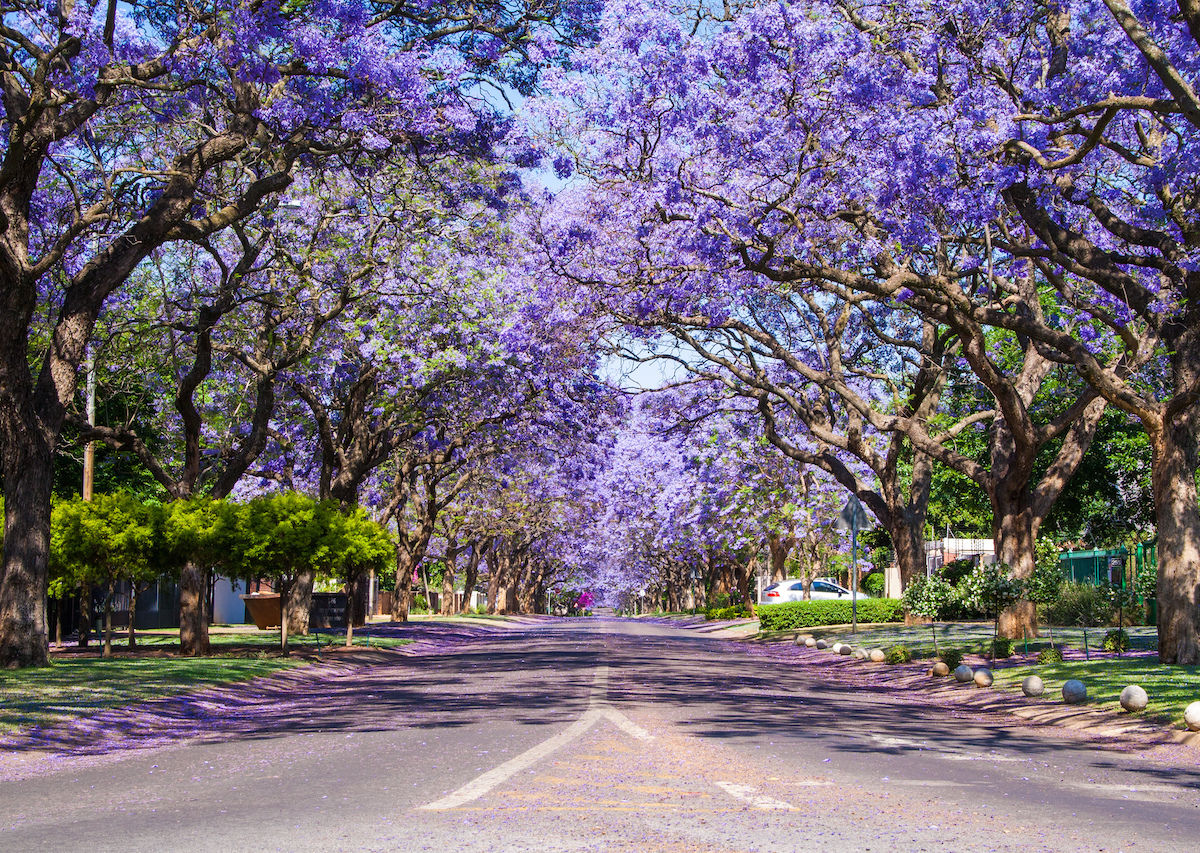 Cultivating Jacaranda Trees for Vibrant Blooms