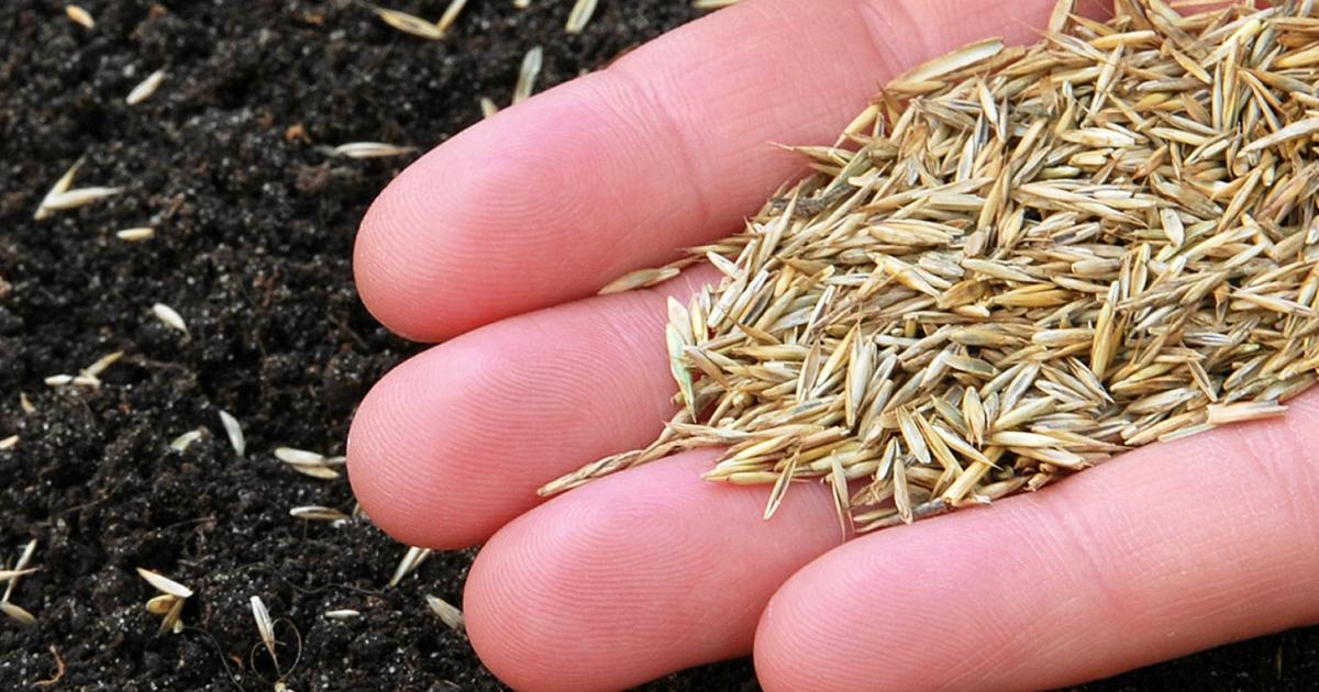 When to Sow Grass Seed in the UK: Top Seasonal Tips for a Healthy Lawn