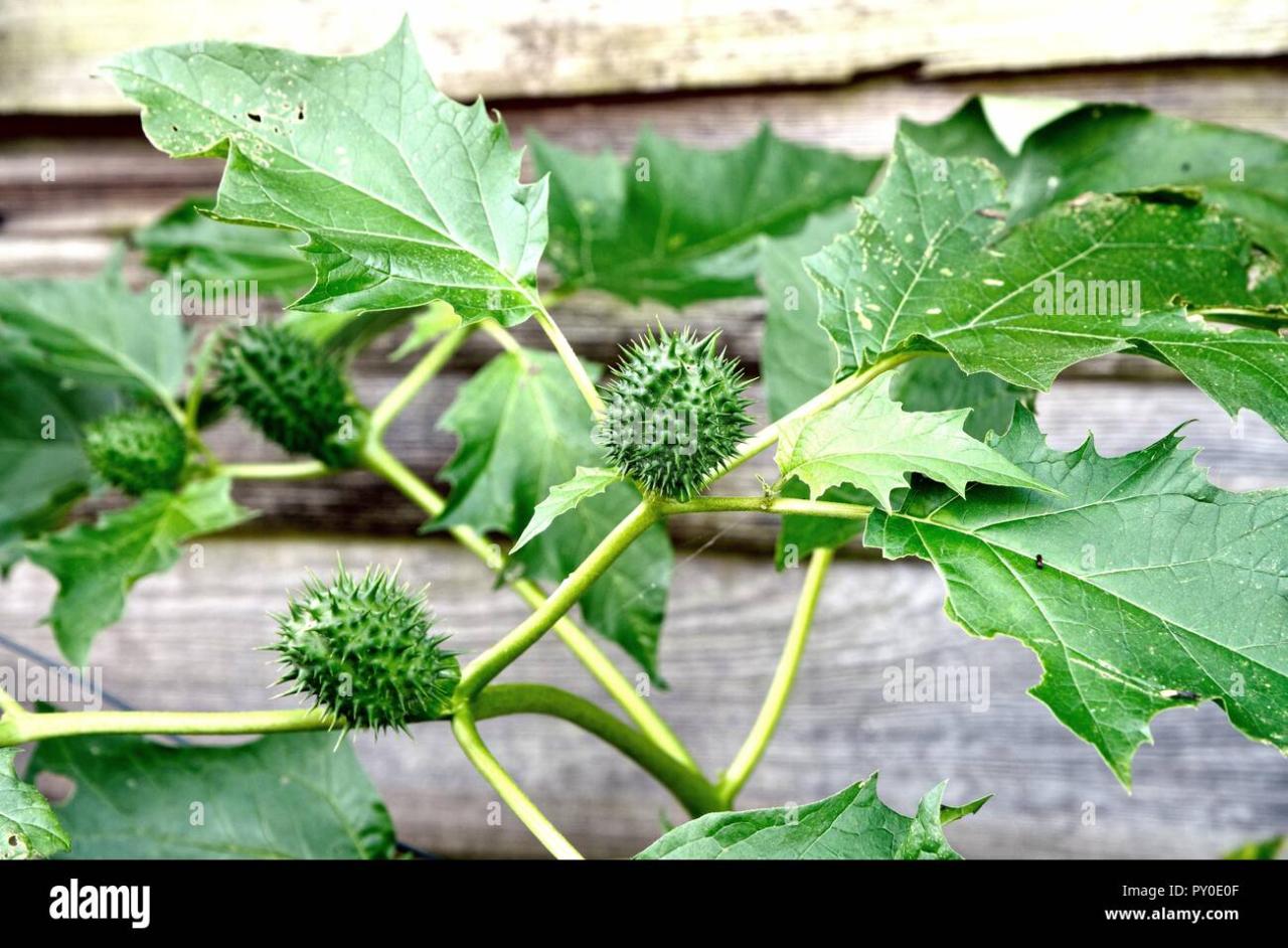 The Ultimate Guide to Growing Plants from Spiky Seeds