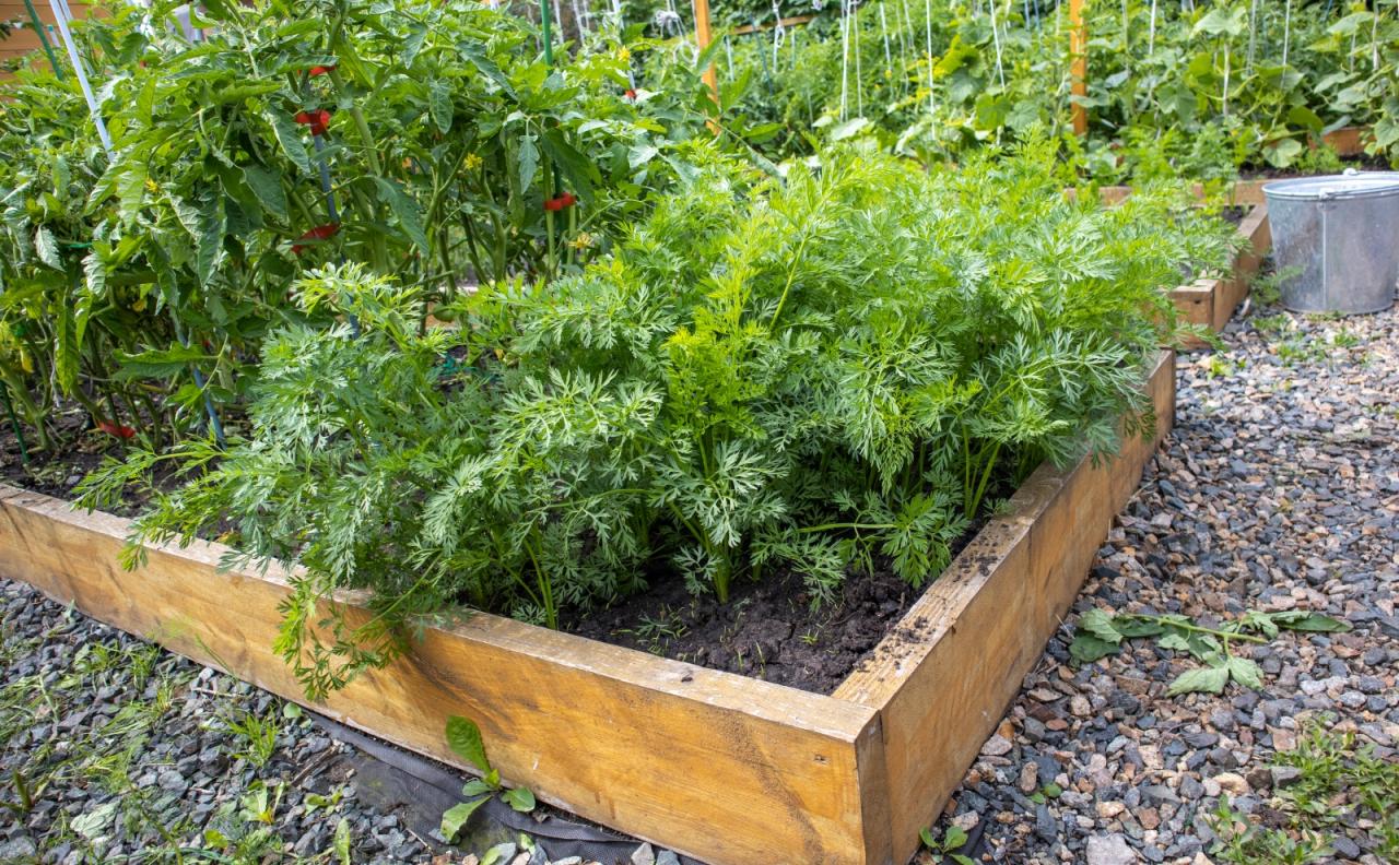 Avoid These Mistakes in Raised Bed Gardens