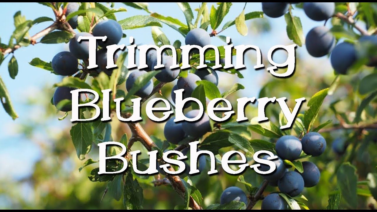 How to Multiply Your Blueberry Bushes with Proven Techniques