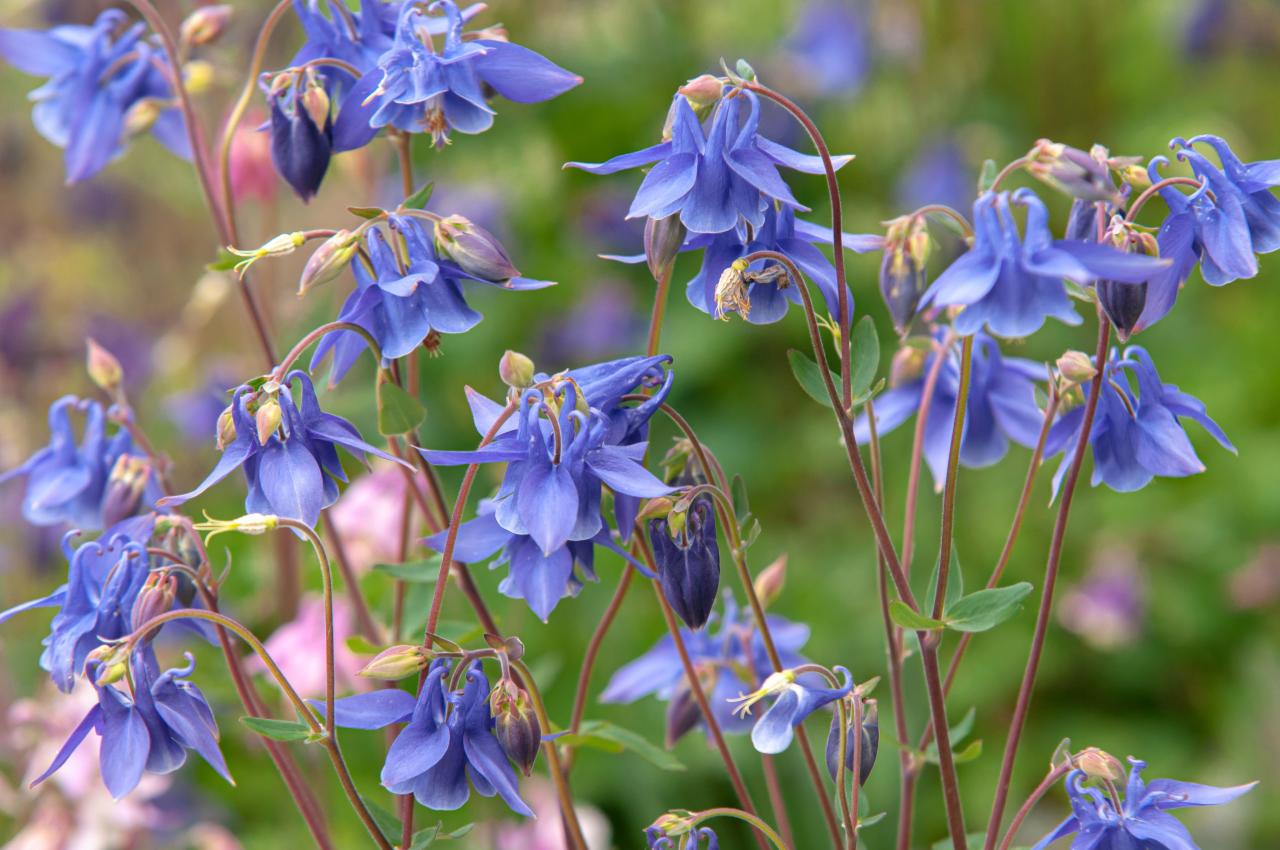 How to Keep Your Columbine Plants Blooming Beautifully