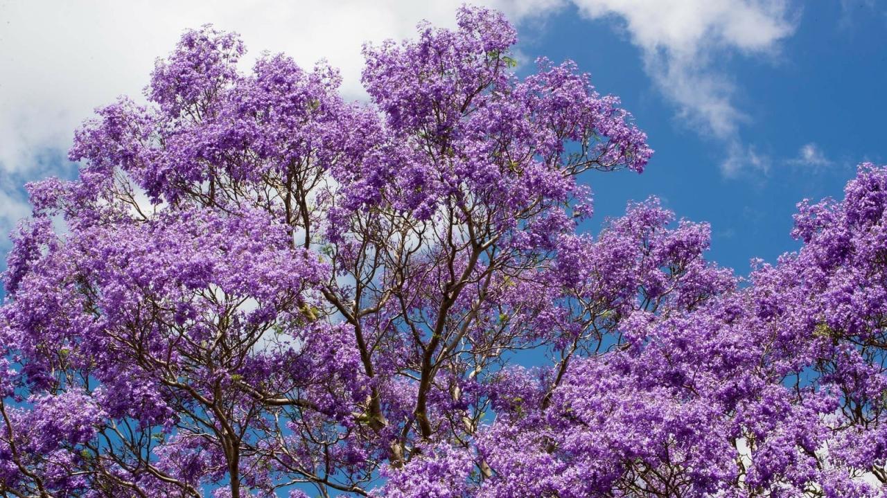 How to Cultivate Jacaranda Tree for Maximum Beauty: Expert Tips for Vibrant Blooms