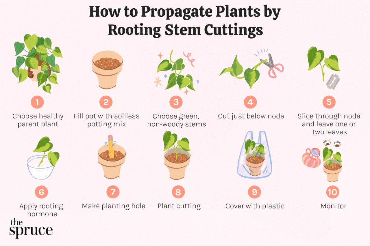 Create an Ivy Jungle: Propagation Secrets You Need to Know