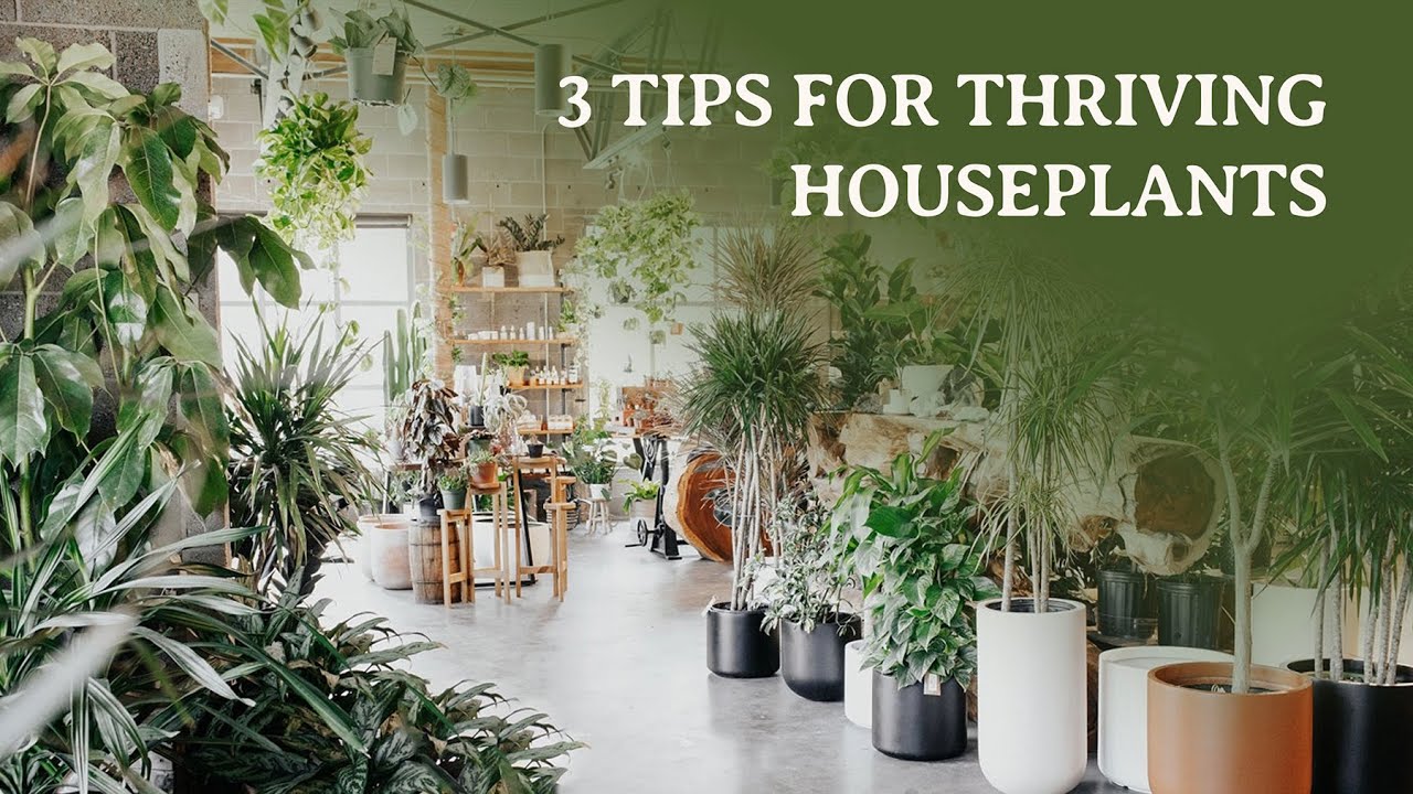 Common Houseplants That Thrive in Any Environment