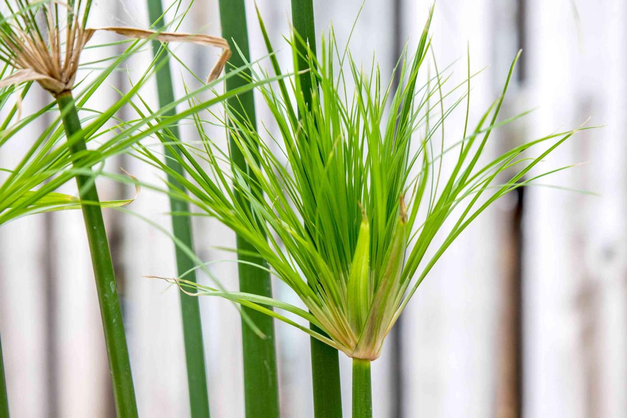 Papyrus Plant Magic: Lush Gardens with This Herb