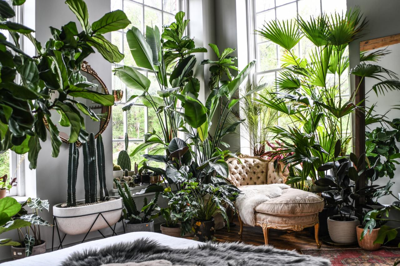 Decorating With Large Indoor Plants: Tips and Ideas